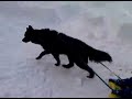 VID 00011-20091208-1515.3GP