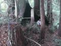 Uzina in the RedWood