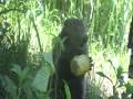 videos de GROUND HOG EAT CORN COB