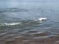 Racing RC Boat in Brasília Brasil Venom Hpi Lancha Controle