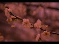 桂花巷