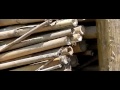 Bee investigating bamboo stems