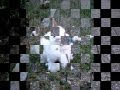 Ein Film für unsere Hasen
