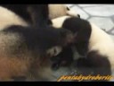 Panda Baby ???????