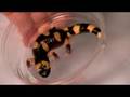 Speciation