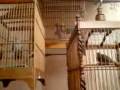 STRAW HEADED BULBUL OR CUCAK RAWA SHOW ROOM ( www cucakrowosafrudin wordpress com  ) from INDONESIA