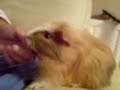 Guinea pig squeak