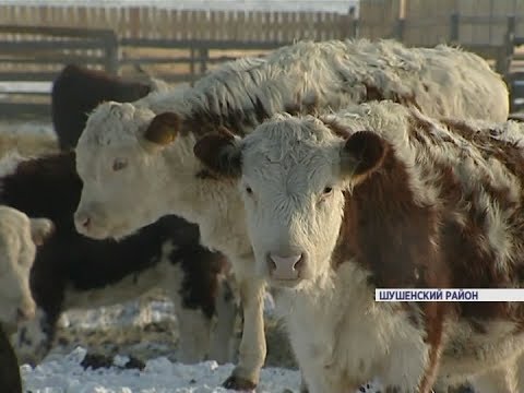 В Красноярском крае на базе разрушенной фермы появилось новое животноводческое предприятие