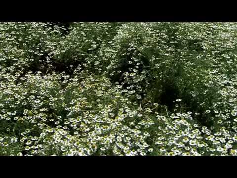 how to grow german chamomile