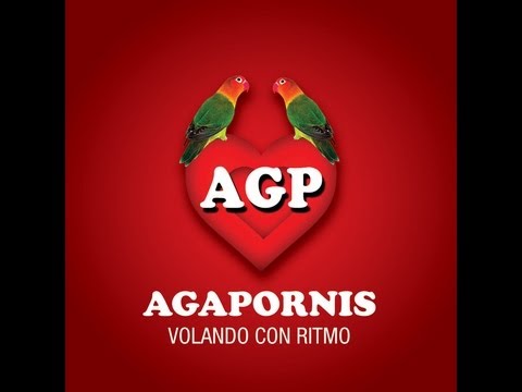 agapornis - AGAPORNIS♥ Volando Con Ritmo..