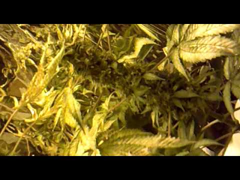 how to grow ppp cannabis