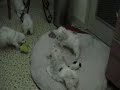 Bichons at Play