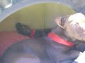 Drupy y Buddy (un padre y su hijo)