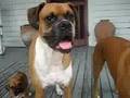 Blake- The Tiniest Boxer & Friends
