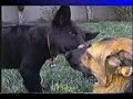 4 German Shepherd Pals 4 German Shepherd Pals