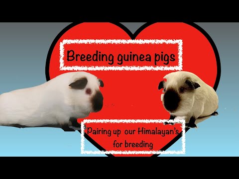 Breeding Guinea Pigs - How we Pair up our Himalayan Cavies to produce show babies.