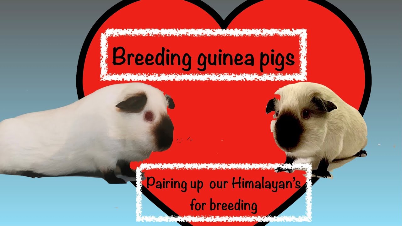 Breeding Guinea Pigs - How we Pair up our Himalayan Cavies to produce show babies.