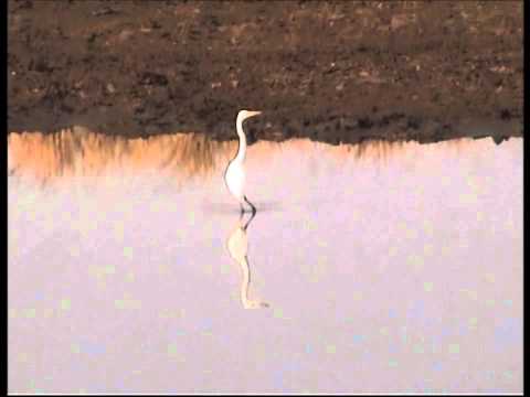 Pilanesberg Game Reserve Videos No 4