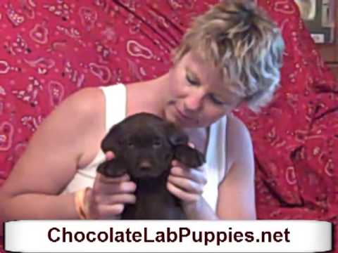 AKC Chocolate Lab Puppy For Sale Female Cocoa