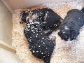 Bernese puppies - little sweeties?