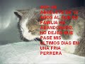 ADOPCIÓN DE GATOS URGENTE 1 ADOPCIÓN DE GATOS URGENTE 1