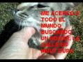ADOPCIÓN DE GATOS URGENTE 1