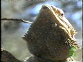 Tarantula vs Scorpion (Extended Version)