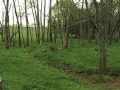 Pond Creek
