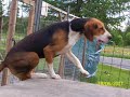 nelli, elisan koira nelli, elisan koira