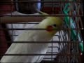 Talking Cockatiel