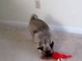 A new toy!