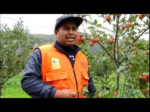 Guido Choque cuenta como se avanza en la modalidad de formación con producción en el área de manzanos en Chuquisaca (Bolivia)