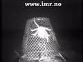 Conical king crab pots