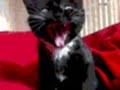 reislustige kitten of reislustige baasje s ?