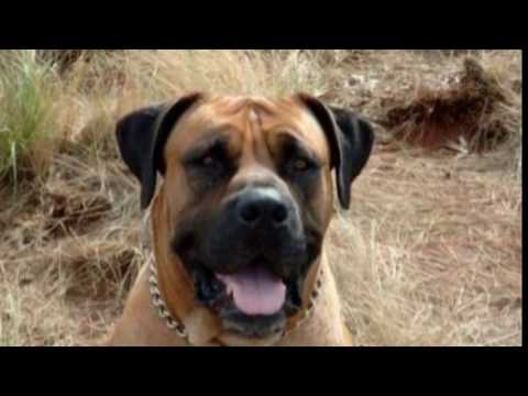 fila brasileiro