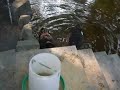 黑天鵝3