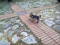 Blu e la Gattina