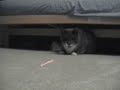 Laser Pointer Cat Tease