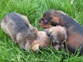 Summer Schnoodle Puppies ~ So CUTE!