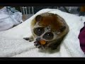 How Cute, You Guys know what is it?