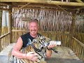Feeding tiger in Thailand