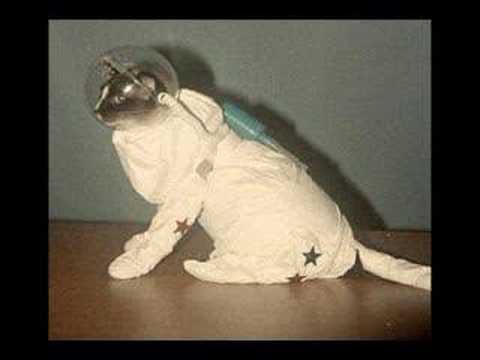 Funny Cats
