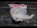 Funny Cats