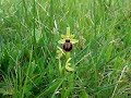Early Spider Orchid at Durlston Early Spider Orchid at Durlston