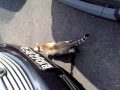 Kelainan pd Kucing ( Cat Sexual Disorders).mp4