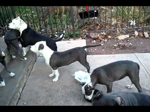 how to train blue nose pitbull