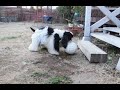 Click here to watch this video サッカー犬ドリブル