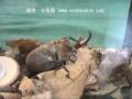 昆虫部門 金賞(1位)エレファスゾウカブト(Megasoma elephas elephas)