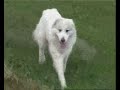 Great Pyrenees Peluche du Mas de la Valliere Great Pyrenees Peluche du Mas de la Valliere