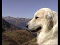 Great Pyrenees Peluche du Mas de la Valliere
